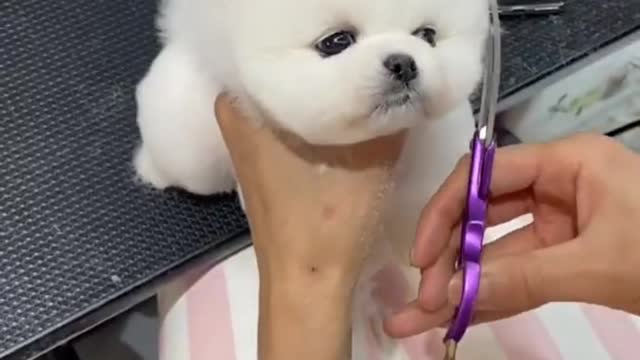 Cute puppy compilation