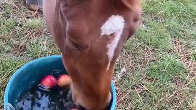 Reigning Apple Bobbing Champion 🏆