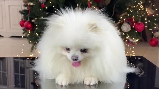 Beautiful Dog Sitting in front of a Christmas Tree