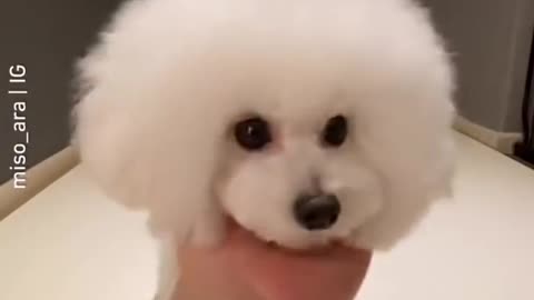 cute little doggy looks so cute pretending