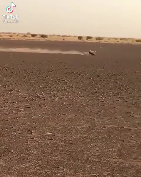 Bunny speed