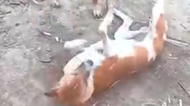 Two dogs, they are funny fight