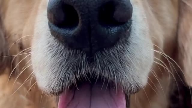 Floof boop cam