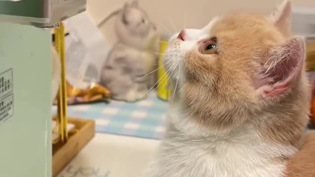 The cat is thirsty and looks for water to drink when he sees the water dispenser