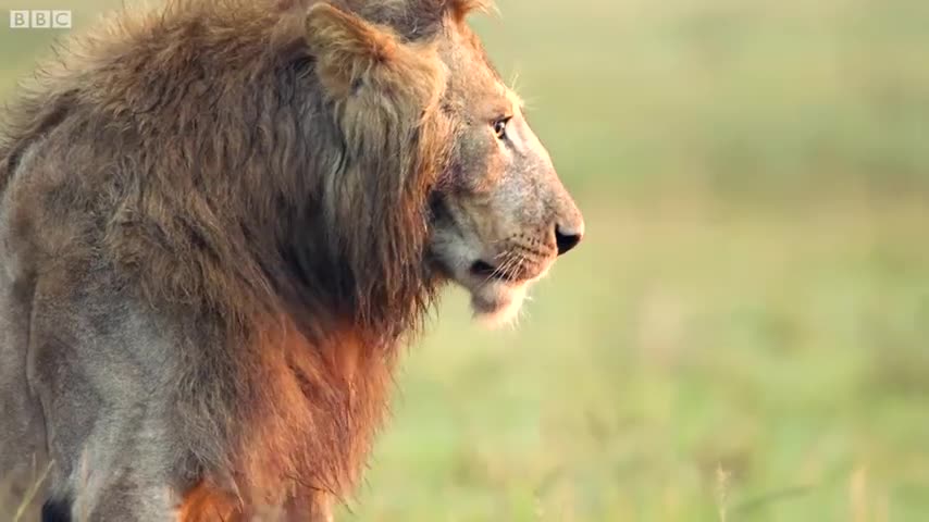 Animal Near Misses | BBC Earth