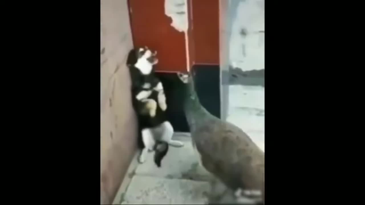 Comedy Animals fight🤣😅