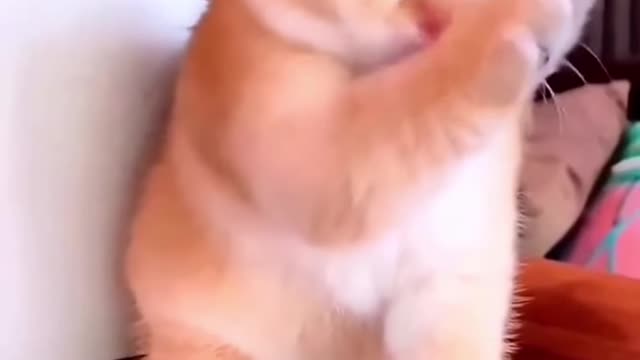 Funny and Cute Pets Making Fun - Cute Cats and Dogs Compilation