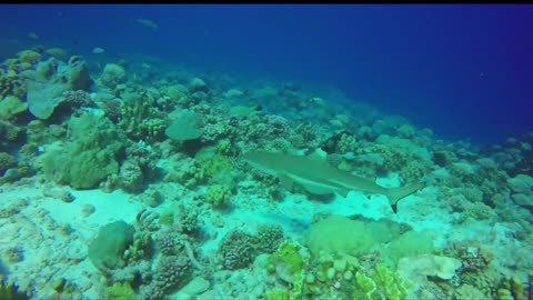 A sight that can only be seen in the sea! I love the sea!