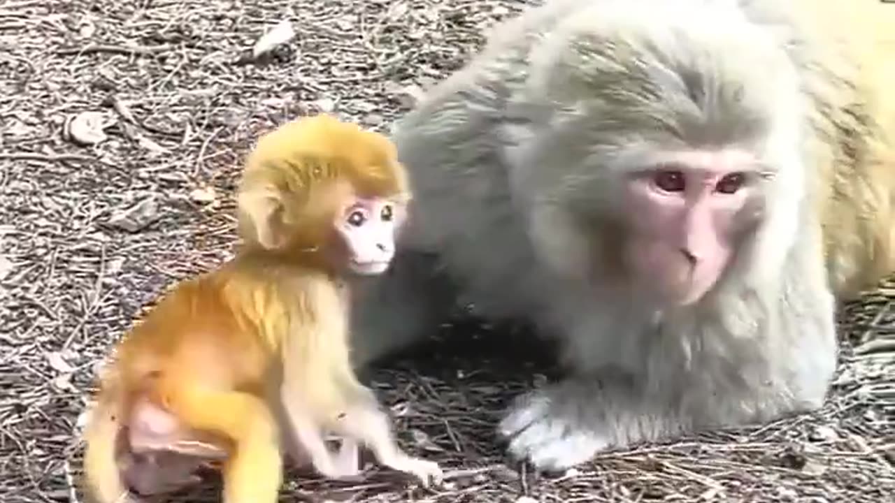 Watch how this mama monkey teaches her baby to walk with love