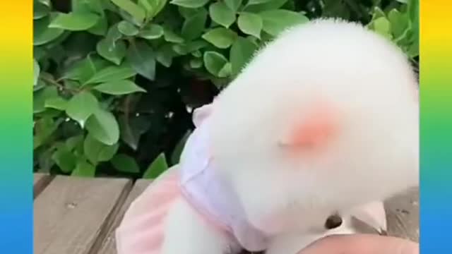 Funny cute puppy
