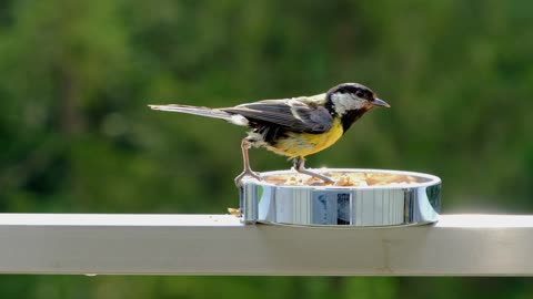 Nature bird