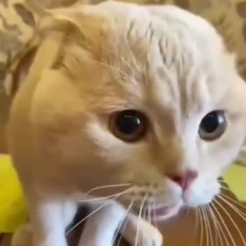 What is the language this cat speaks?