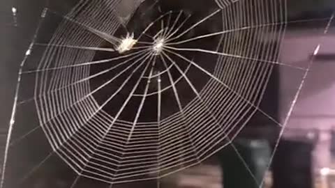 Nature is amazing
