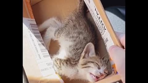 o Funny Super pets And Cats Reaction Videos _ Aww Cats and dogs