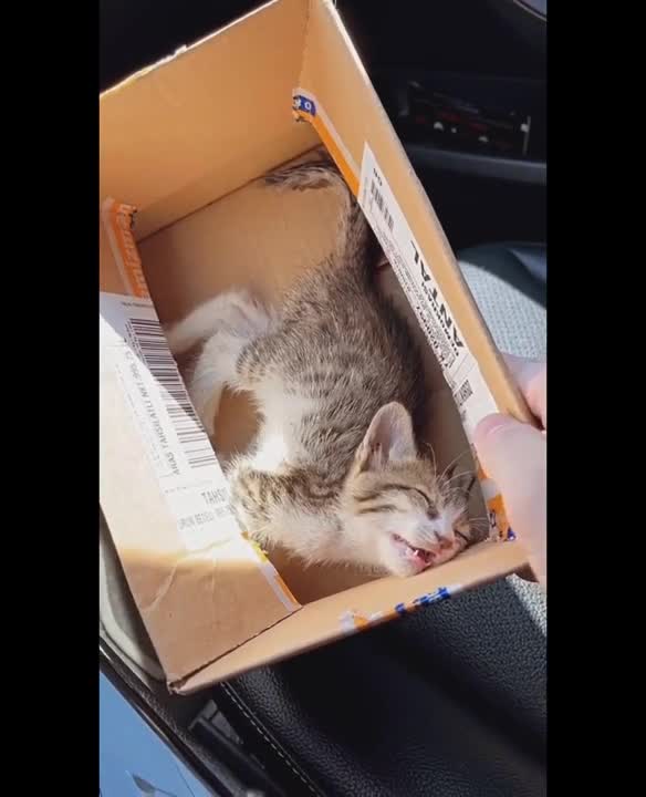 o Funny Super pets And Cats Reaction Videos _ Aww Cats and dogs