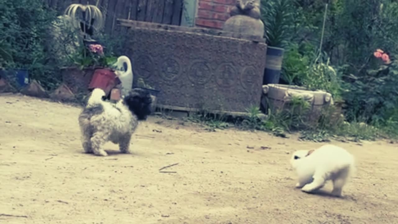 Funny animals - Funny cats / dogs - Funny animal videos