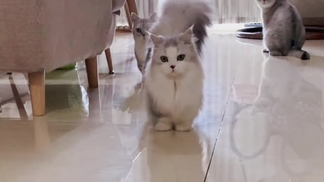 It's so much fun to have a group of cats, they'll be with you all the time