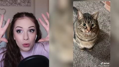 Funny cat funny tik tok video