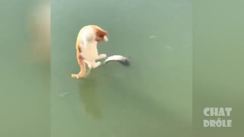 Trying Not To Laugh & Laughing Cat Video # 4