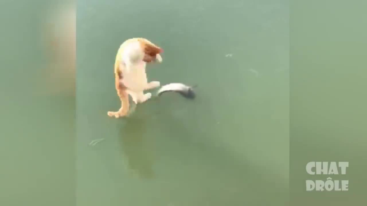 Trying Not To Laugh & Laughing Cat Video # 4