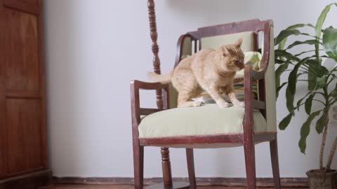 the cats jump for chaire