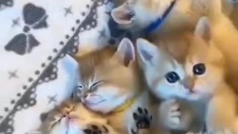 Adorable Kittens Sleeping