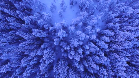 Snowy trees view