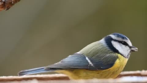 Sparrow taking Foods