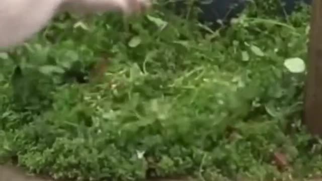 Crazy two cat funny moments