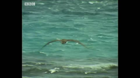 Bird vs Shark | Trials Of Life | BBC Earth