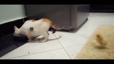 Funny Kittens, try not to laugh, Momo ignores 2 chicks for a meal