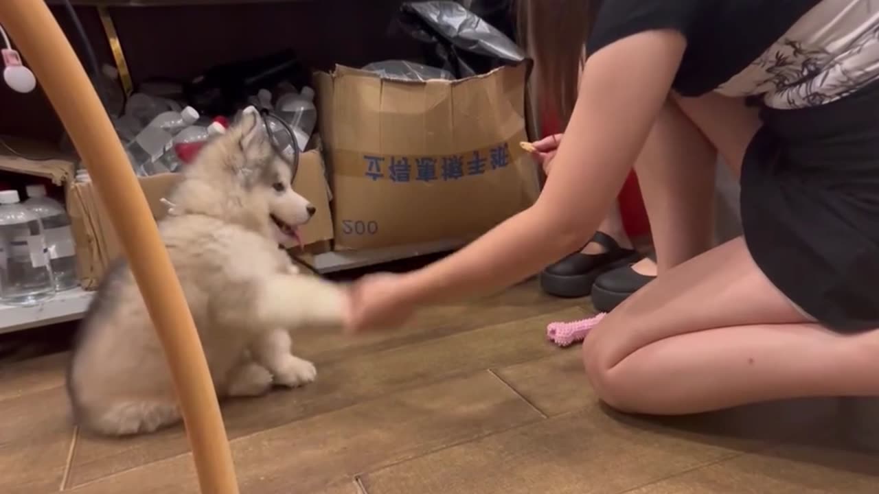 This is the Cutest Dog I’ve Ever Seen – Prepare for Heart-Melting Cuteness