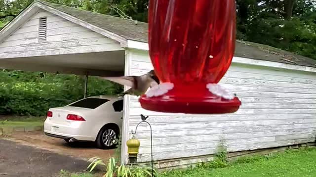 Slow Motion Hummingbird at New Feeder