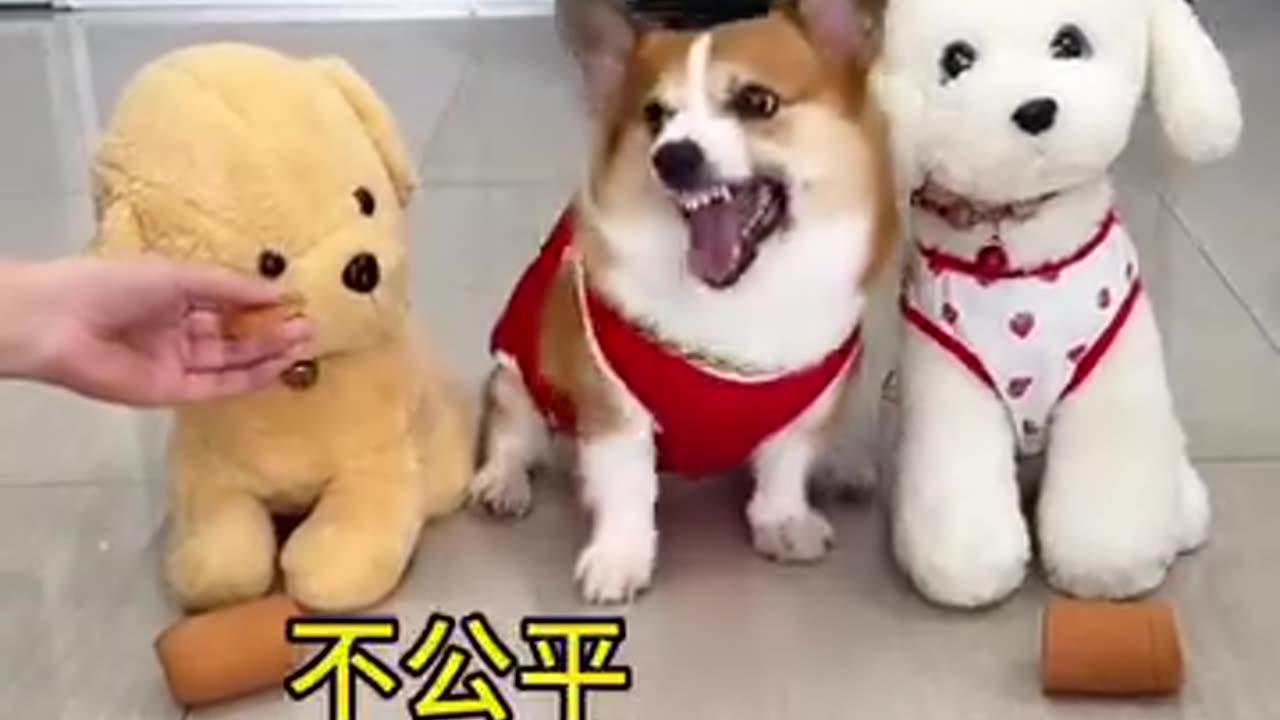 Cute dogs enjoy friend