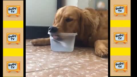 Quick Videos Of Funny And Cute Pets #25