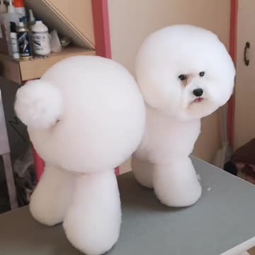 It looks like this dog has a body with clouds!