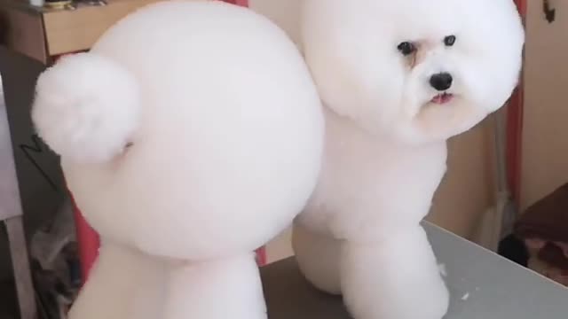 It looks like this dog has a body with clouds!