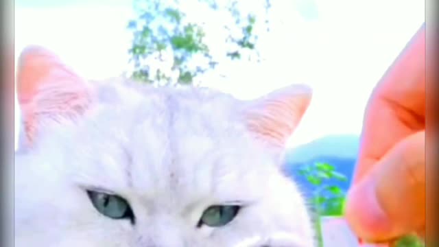 Funny cat reaction