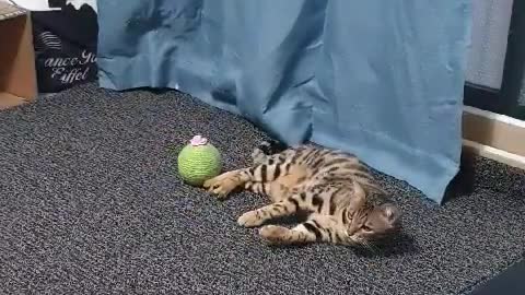 Vangal Cat Ball Play Video