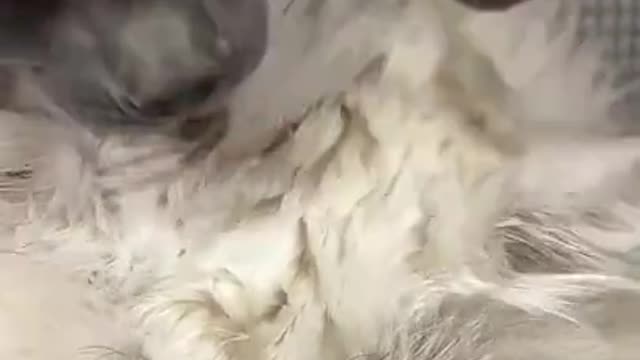 Funny Cat