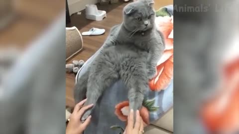Funniest animal videos combination