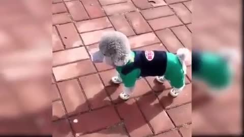 Love to see when dogs dances . Try not to laugh 😂😂