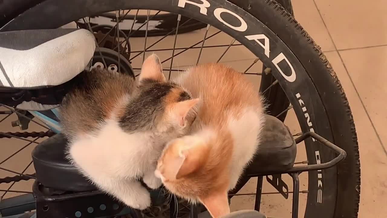 Open it and it's a kitten.