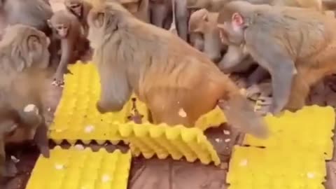 Funny animal videos 🤣🤣🤣🤣