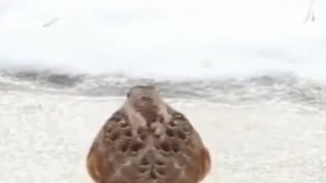 Two birds squabbling over food, another bird jumping on the ice