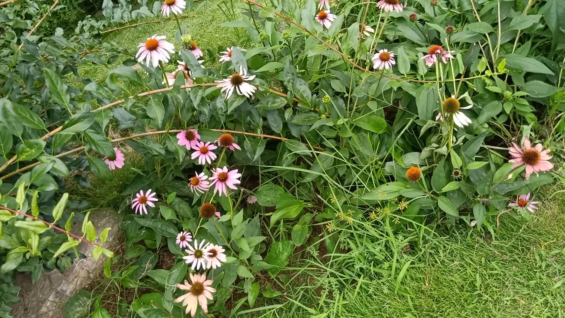 These flowers are small flowers