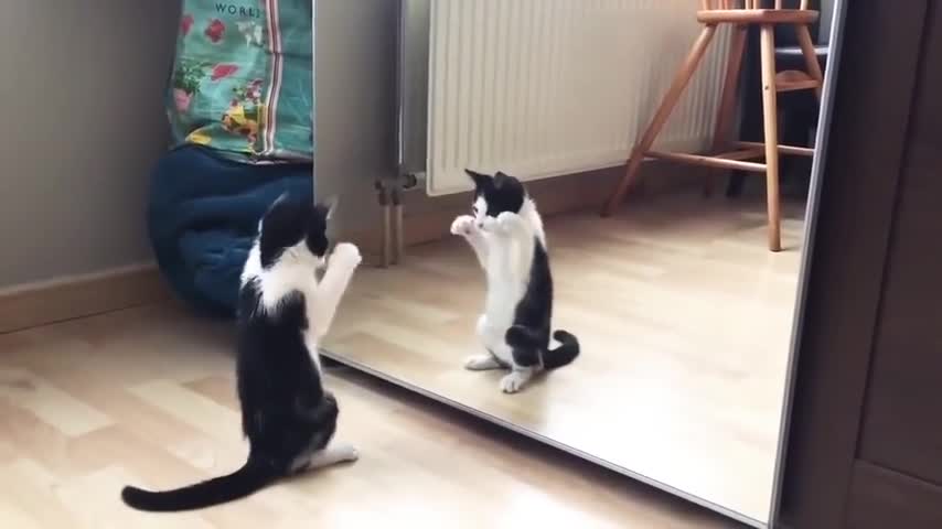 Funny Cat And mirror Video|Funny video|What's App Videos