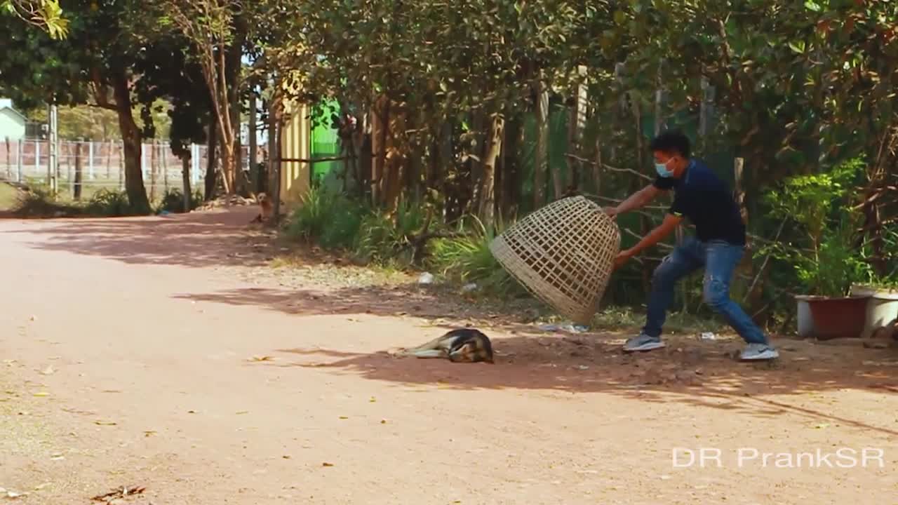 Big Bamboo Basket Vs Prank Sleeping Dogs, Super Funny Video