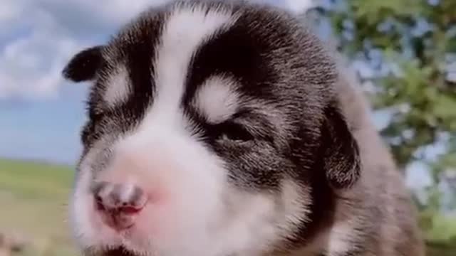 Cute husky puppy Awwwwwww