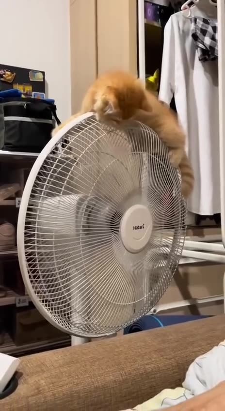 Best of friends on a hot day